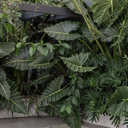 Interior photograph of BARDON TREETOP HOUSE by CATHY SCHUSLER