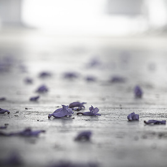 Interior photograph of Jacaranda Courtyard by Paul Jones